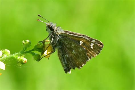 Kaasjeskruiddikkopje (Carcharodus alceae)